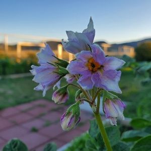 Meet your Posher, Tanya